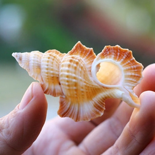 1 Vỏ Ốc Nhân Tạo Trang Trí Bể Cá 50-60mm