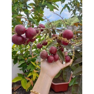 Cây 🌲 Nhãn xuồng tím đang trái