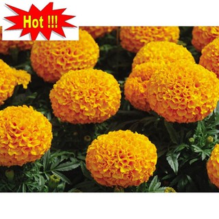Hạt giống hoa Vạn thọ Cam lùn (30 hạt)