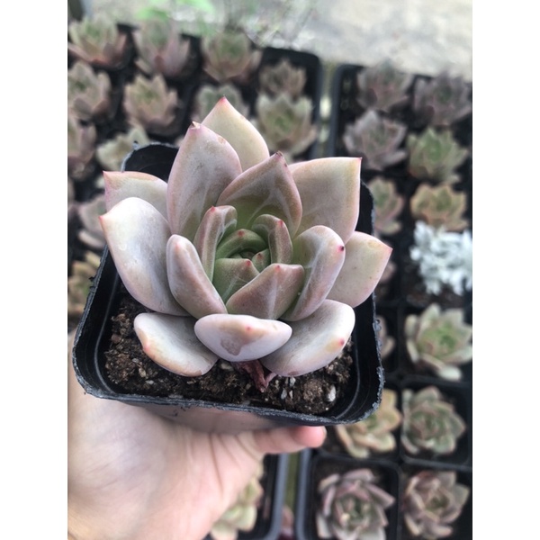 Sen Đá Phale Hồng size chậu 7cm Hư 1 Đổi 1