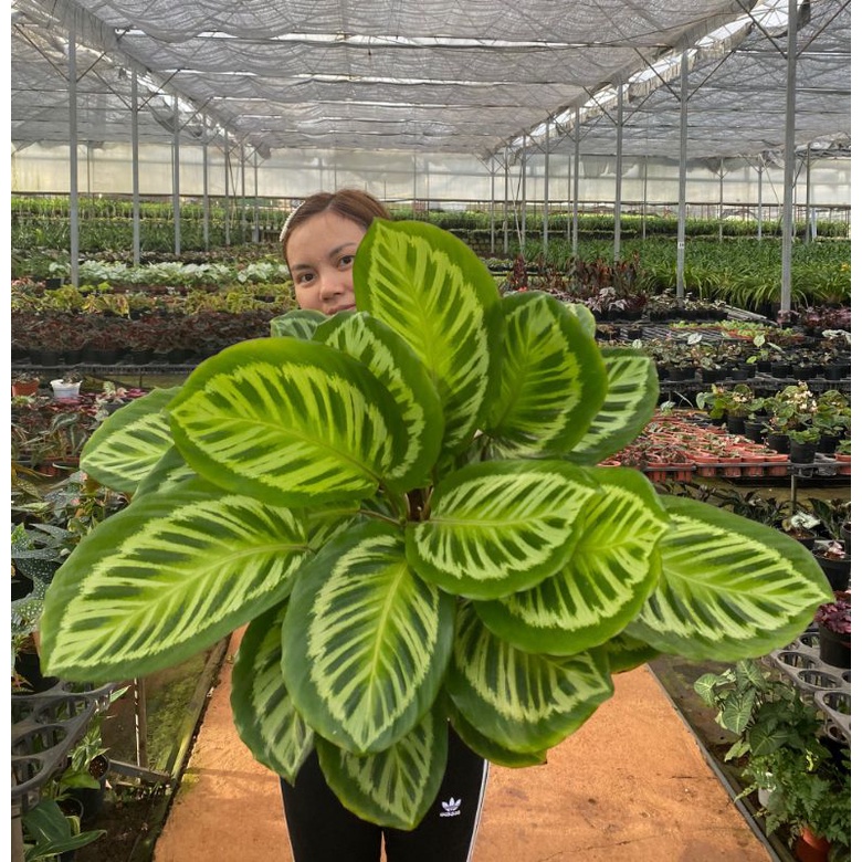 Chậu cứng Calathea - Đuôi công lớn đủ loại