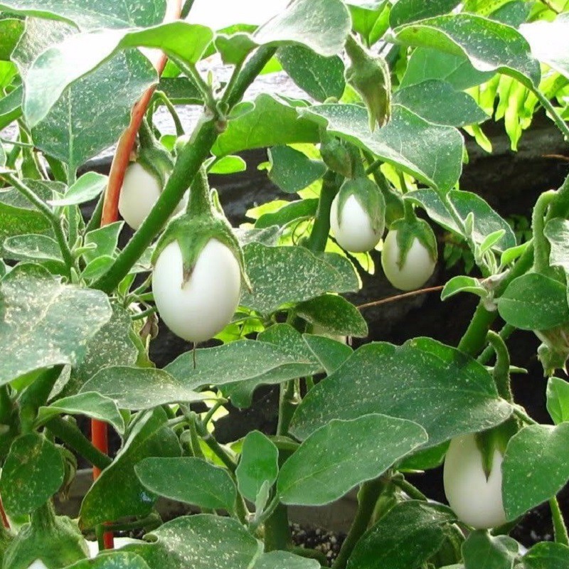 Hạt Giống Cà Pháo Trắng Chất Lượng, Năng Suất Cao 1 gói 2gram