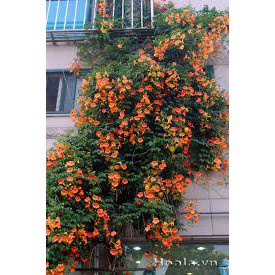 Cây hoa đăng tiêu - Cây cảnh sân vườn - caykiengsadec