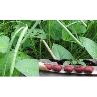 500g hạt đậu đỏ quê Quảng Nam