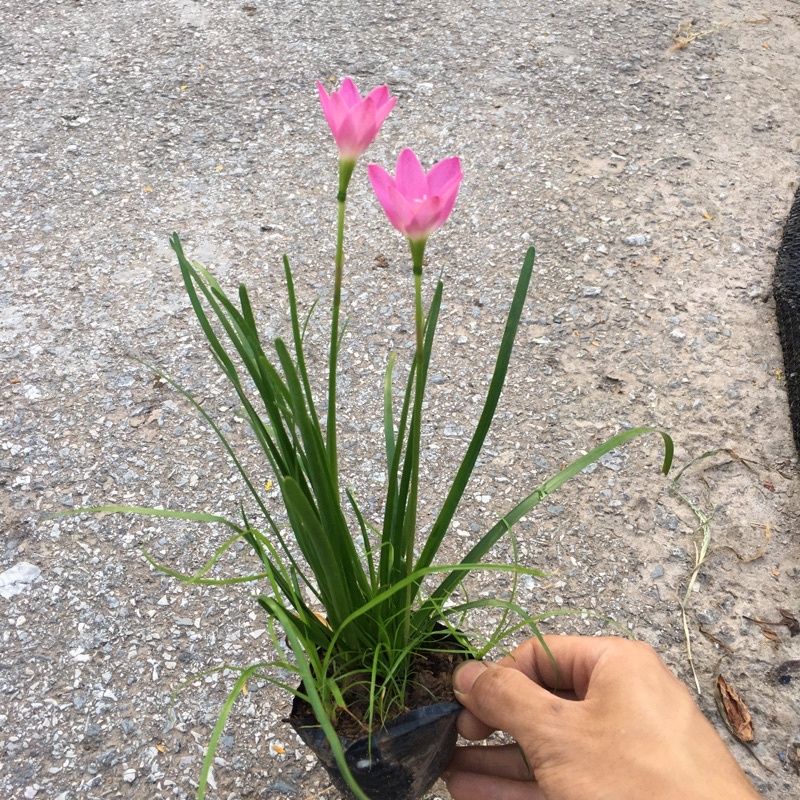 Củ hoa Huệ mưa, hoa tóc tiên
