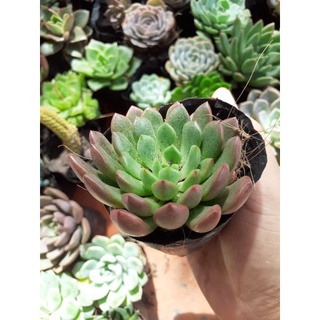 Sen đá ruby đỏ sz bầu