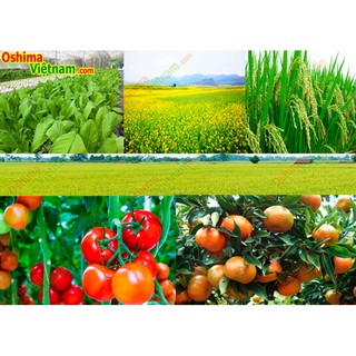 Bình xịt điện Oshima OS22
