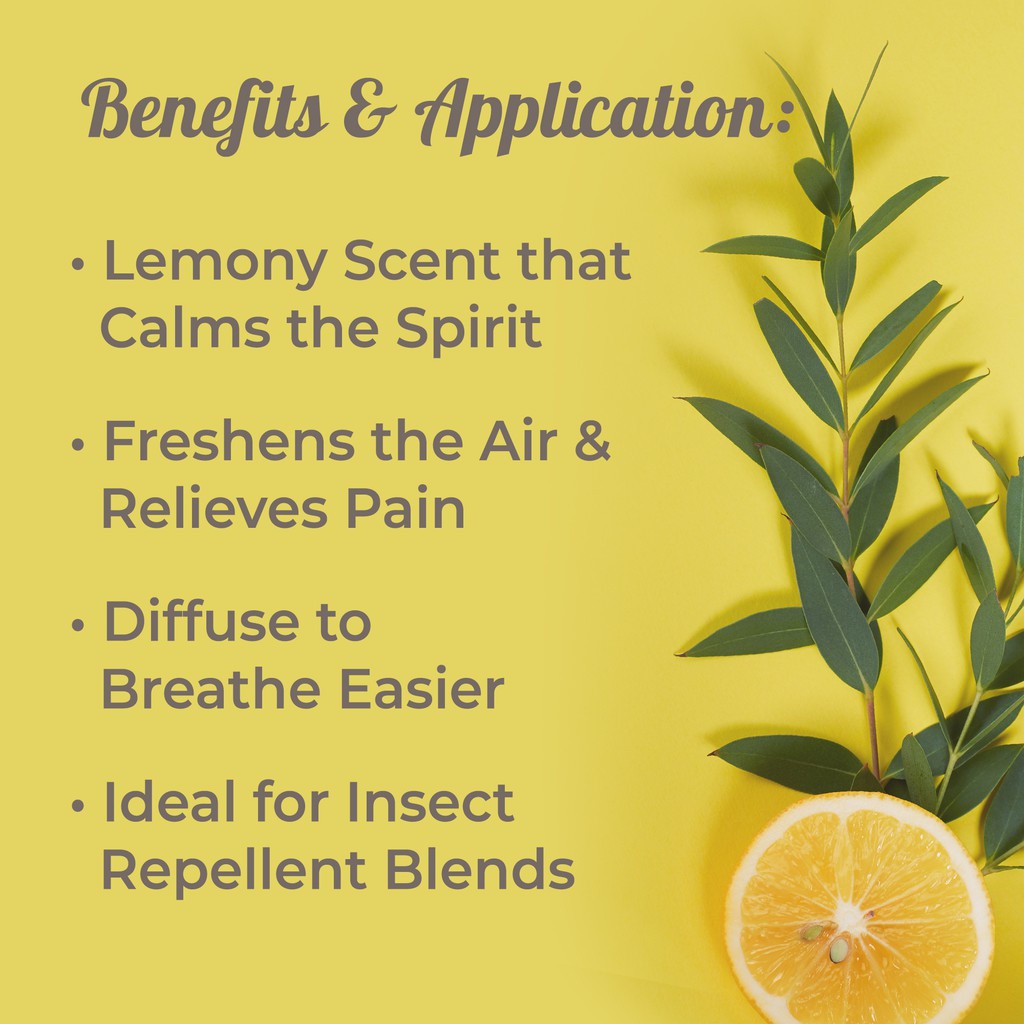 Plant Therapy - Tinh Dầu Hữu Cơ Bạch Đàn Chanh (Lemon Eucalyptus) KidSafe - USDA Organic - 10ml