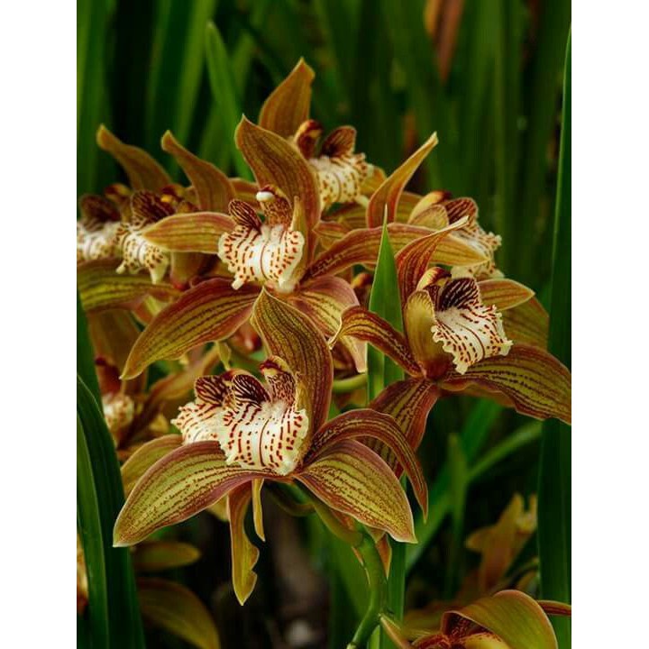 COMBO 5 THÂN ĐỊA Lan kiếm hồng hoàng , trần mộng thu - Cymbidium iridioides - TMTTB