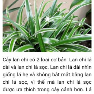 cây dây nhện(cỏ lan chi,mẫu tử) đang đẻ nhánh