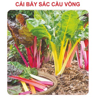 5gr - HẠT GIỐNG CẢI CẦU VÒNG