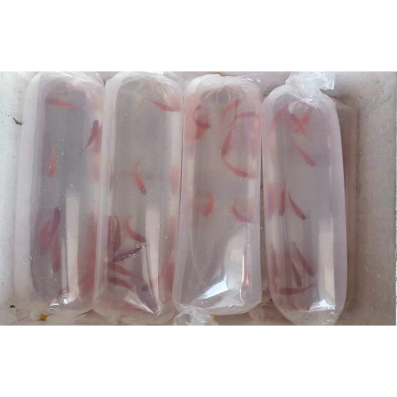 500gr túi đóng cá chuyên dụng, 7 size - Nga Guppy 9*31/11*35/15*35/ 15*50/20*60/30*75/40*75/50*85cm