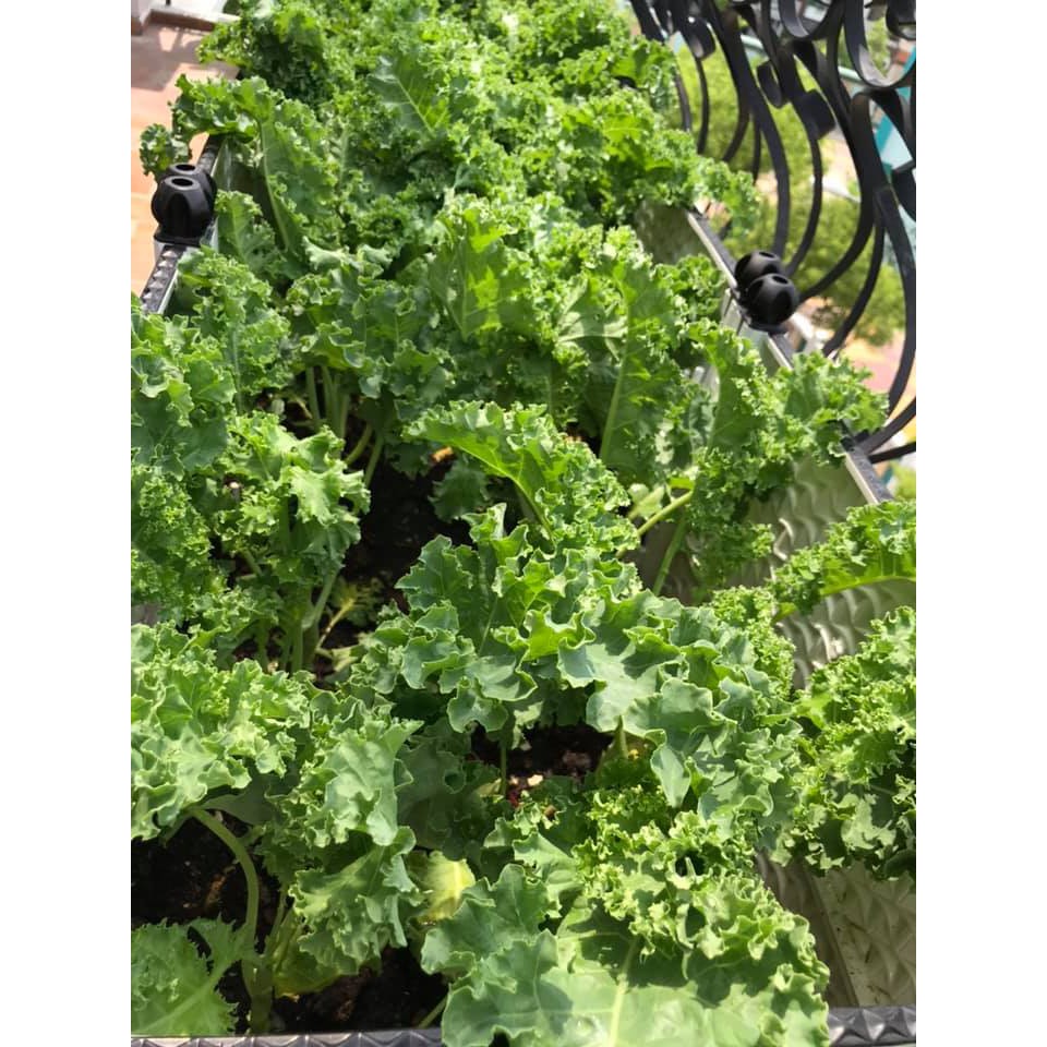 Gói 25 hạt giống cải xoăn kale Mỹ Starbor - loại kale ngon nhất trong các loại kale