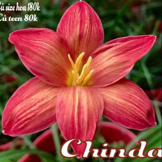 Huệ mưa ngoại chida đảm bảo mặt hoa chọn đời ( 2 củ)