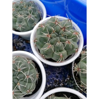 Cây xương rồng thần long