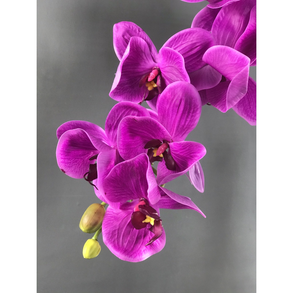 Cành lan hồ điệp tím thẫm cao su ướt  - HC00059 -