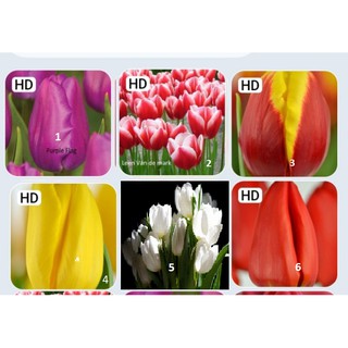 Củ hoa Tulip Hà Lan GIÁ LẺ NHƯ SỈ