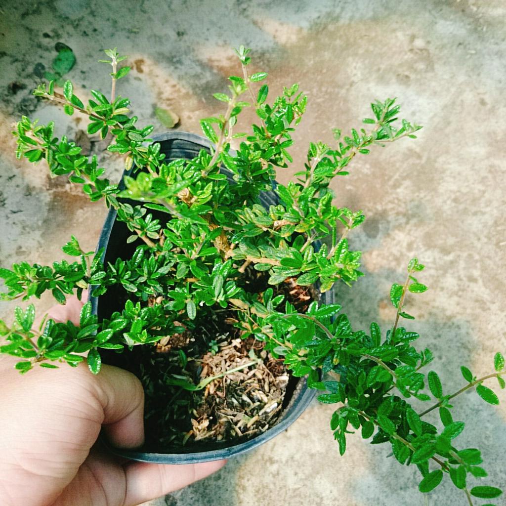 Cây Hàm Hương - cây tỏa mùi thơm như cây hương thảo mùi cam quýt, vani, mật ong - caykiengsadec