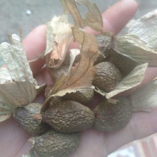 1 kg hạt ươi bay Lâm Đồng