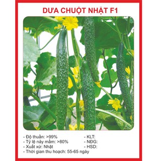 Hạt Giống Dưa Chuột Nhật 10 Hạt