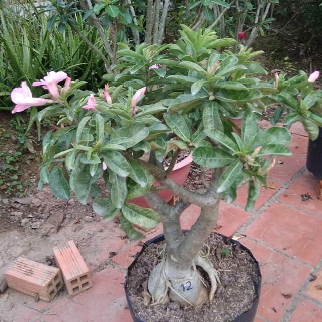 Cây Sứ Kỳ Duyên... đang hoa