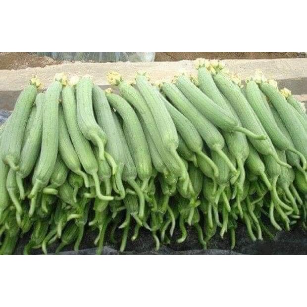HẠT GIỐNG MƯỚP HƯƠNG SIÊU THƠM SAI QUẢ GÓI 10 HẠT
