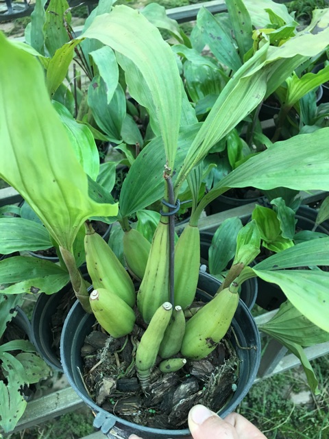 HOA LAN THANH ĐẠM INDO