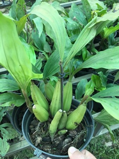 HOA LAN THANH ĐẠM INDO
