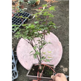 Cây giống Phong Lá Đỏ bonsai đã thuần khí hậu Việt Nam