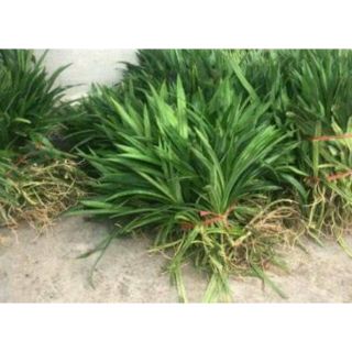 Cây giống lá nếp (lá dứa) rễ trần 1KG