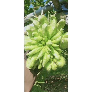 quả phật thủ (Hàng đặt mới cắt,)