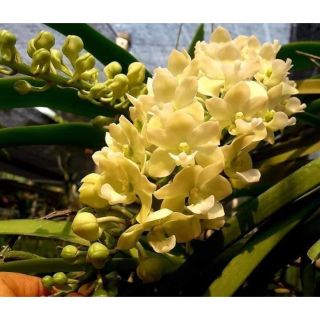 Lan Ngọc điểm nhiều màu giống nhập Thái