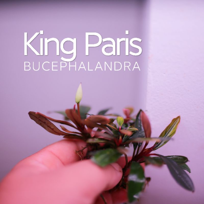 Bucep King Paris | Cây thủy sinh nhập khẩu tuyệt đẹp | hàng ngọn | lá cạn