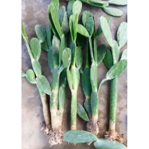 Cây Xương Rồng Tai Thỏ
