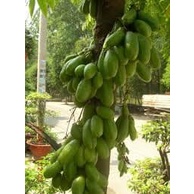 Cây giống Khế Tàu