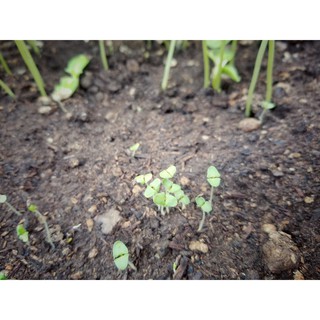 [Lavender seeds] - Hạt Giống hoa Oải Hương Lavender Nảy Mầm > 95% + [Tặng Hướng Dương + Viên Nén Ươm Hạt]