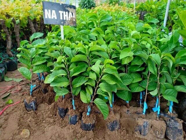 CÂY GIỐNG NA THÁI QUẢ TO ĐÙNG ĂN SIÊU NGON CHO QUẢ SAU 1 NĂM