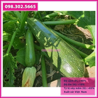 Hạt giống bí ngòi xanh gói 2gr