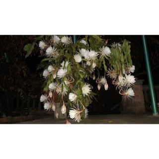 Cây giống dạ quỳnh