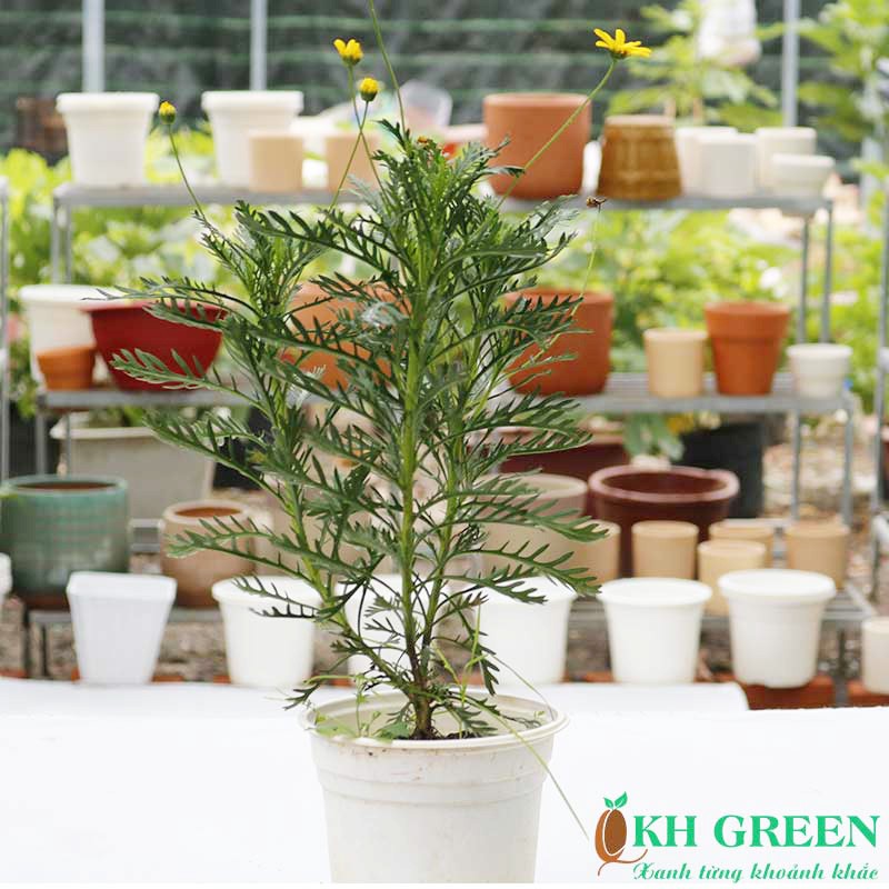 Cây giống hoa cúc thân gỗ