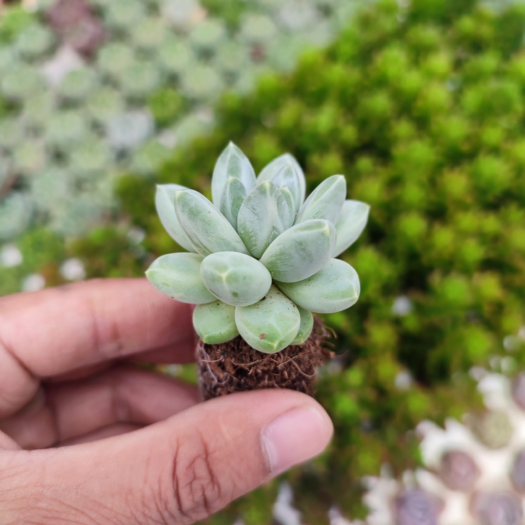 Sen Đá Kim Cương Trắng Size Mini 2.5-4cm, Sen Đá PANDAA GARDEN Đà Lạt Khoẻ Đẹp, Thích Nghi Mọi Khí Hậu, Lỗi 1 Đổi 1