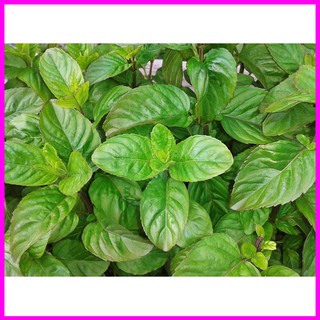 [ Hạt giống Rau] Gói 5g hạt giống rau húng quế lá to - Mina Shop