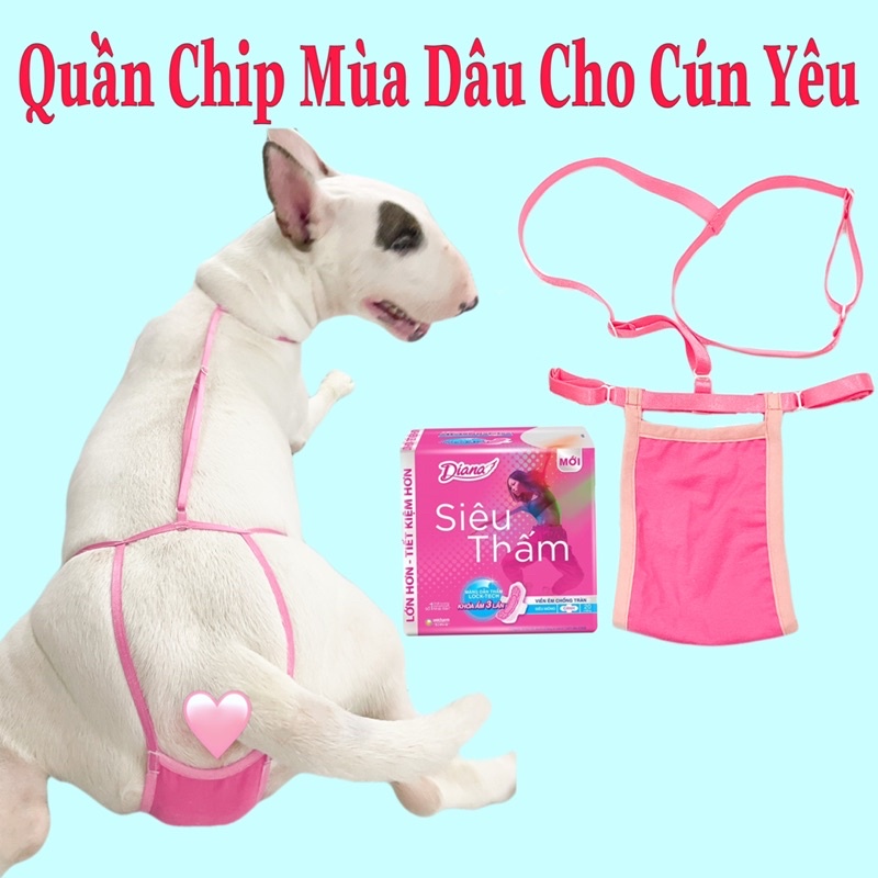 Quần Sinh Lý Cún Cái-Quần Chip Mùa Dâu Cho Cún (Thiết Kế Độc Quyền)
