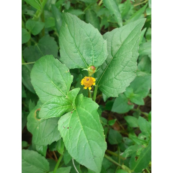 Cây nhức răng hoa vàng/ cây nhức răng/cây khuy áo/cây cúc áo. 1 cây giống