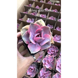 Sen đá hồng dâu var 7cm
