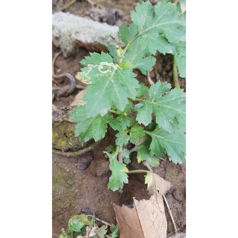 Cây hoa cúc chi làm trà