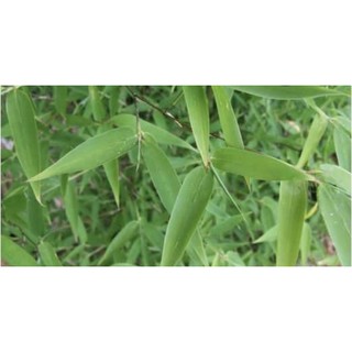 lá tre (tươi/500g)