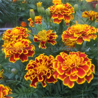 Hạt giống hoa cúc sao mai - gói 50 hạt kns2180
