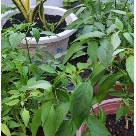 Ớt kiểng - TACY'S GARDEN 100% rau sạch nhà vườn trồng