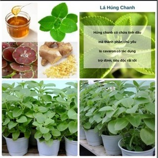 Hạt giống Rau Thơm Lùn ( Húng Chanh)